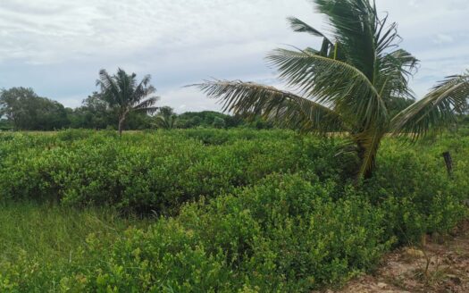 Land For Sale in Kampong Samraong!!