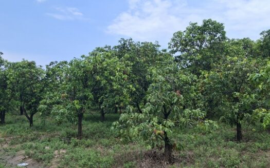 Farm For Sale Tor Tuong Tngai!!