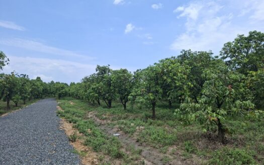 Farm For Sale Tor Tuong Tngai!!