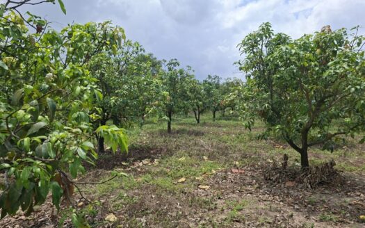 Farm For Sale Tor Tuong Tngai!!
